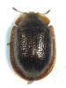 Thymalus limbatus